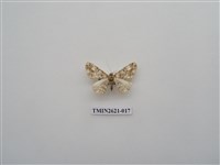 藏品(尺蛾141)的圖片